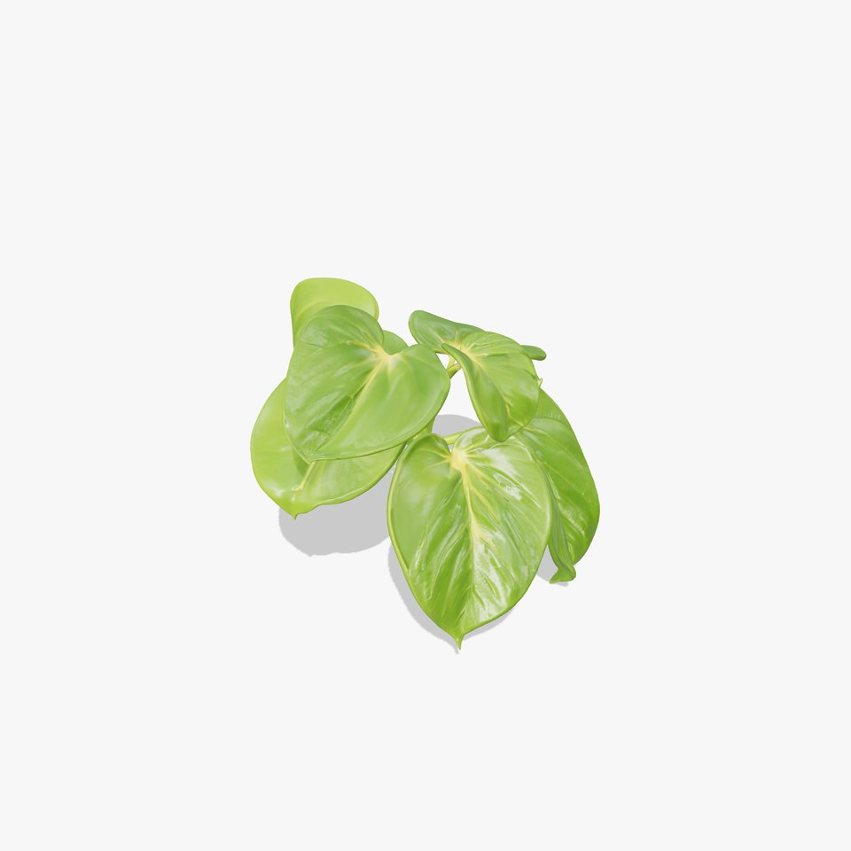 Philodendron Plant D Model Pack for Interiors and Games